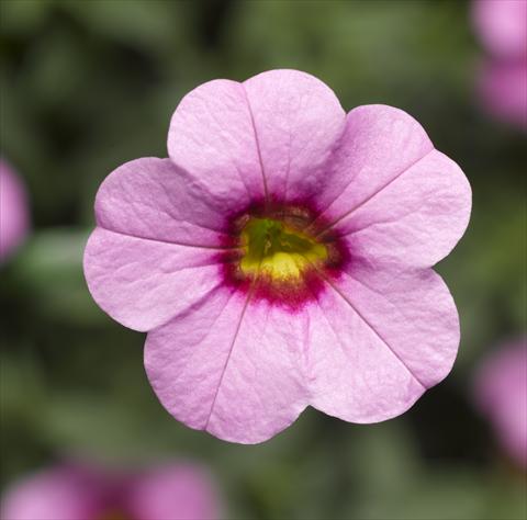 foto van een variëteit aan bloemen, te gebruiken als: Potplant, perkplant, patioplant, korfplant Calibrachoa Callie® Pink with Red Eye