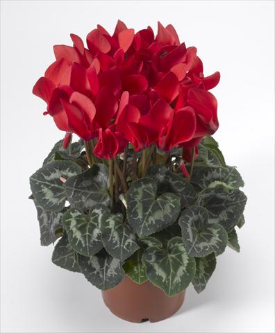 foto van een variëteit aan bloemen, te gebruiken als: Korf / Pot Cyclamen persicum Laser Synchro Scarlet Imp