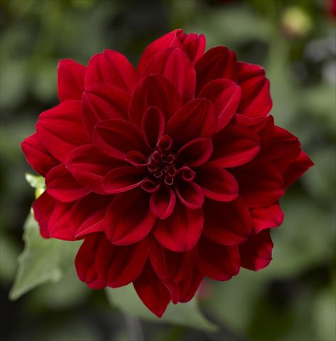 foto van een variëteit aan bloemen, te gebruiken als: Pot - en perkplant Dahlia x hybrida Grandalia Deep Red