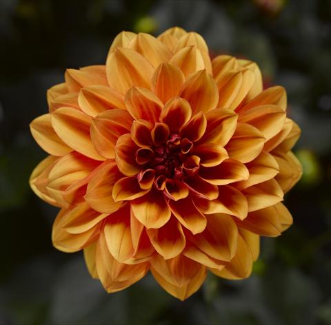 foto van een variëteit aan bloemen, te gebruiken als: Pot - en perkplant Dahlia x hybrida Grandalia Orange