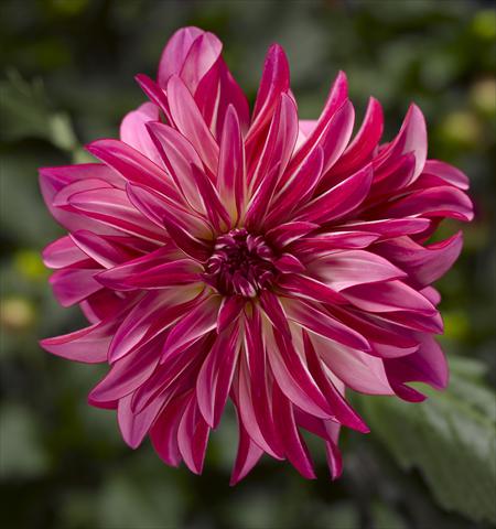 foto van een variëteit aan bloemen, te gebruiken als: Pot - en perkplant Dahlia x hybrida Grandalia Rose Swirl