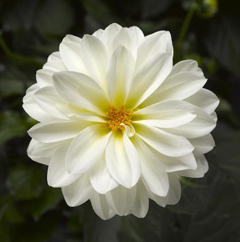 foto van een variëteit aan bloemen, te gebruiken als: Pot - en perkplant Dahlia x hybrida Grandalia White