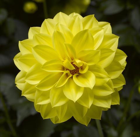 foto van een variëteit aan bloemen, te gebruiken als: Pot - en perkplant Dahlia x hybrida Grandalia Yellow