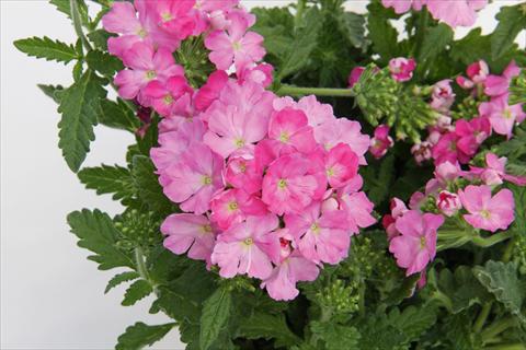 foto van een variëteit aan bloemen, te gebruiken als: Potplant, patioplant, korfplant Verbena Lascar® Pink evol