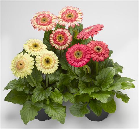 foto van een variëteit aan bloemen, te gebruiken als: Pot Gerbera jamesonii Cartwheel® Strawberry Twist