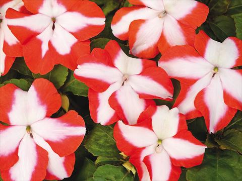 foto van een variëteit aan bloemen, te gebruiken als: Pot - en perkplant Impatiens walleriana Accent Premium Orange Star Imp