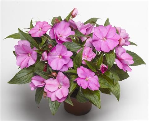foto van een variëteit aan bloemen, te gebruiken als: Potplant, perkplant, patioplant, korfplant Impatiens N. Guinea Florific™ Lavender