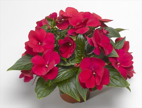 foto van een variëteit aan bloemen, te gebruiken als: Potplant, perkplant, patioplant, korfplant Impatiens N. Guinea Florific™ Red