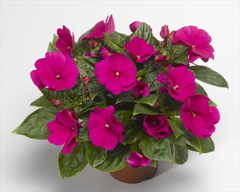 foto van een variëteit aan bloemen, te gebruiken als: Potplant, perkplant, patioplant, korfplant Impatiens N. Guinea Florific™ Violet