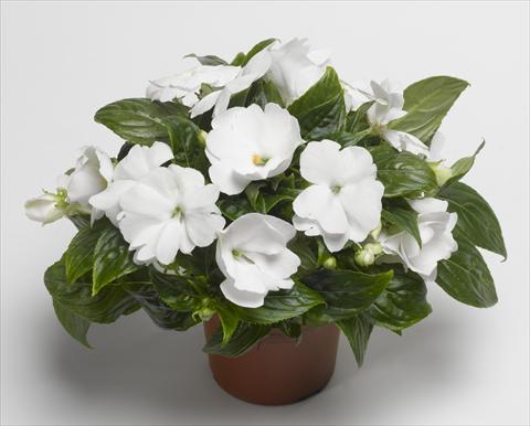 foto van een variëteit aan bloemen, te gebruiken als: Potplant, perkplant, patioplant, korfplant Impatiens N. Guinea Florific™ White