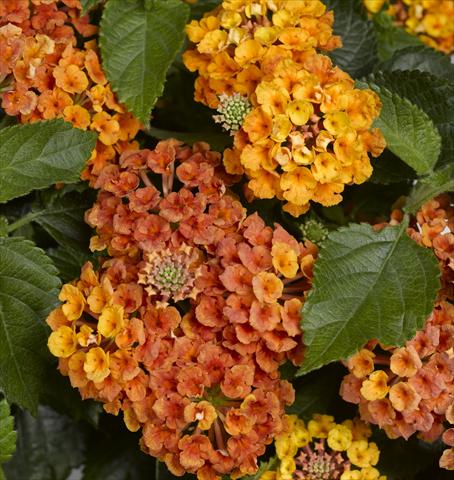 foto van een variëteit aan bloemen, te gebruiken als: Potplant, perkplant, patioplant Lantana camara Bandana® Orange