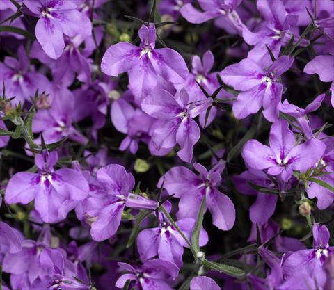 foto van een variëteit aan bloemen, te gebruiken als: Potplant, perkplant, patioplant, korfplant Lobelia erinus Techno-Up Purple