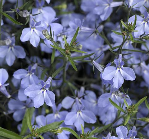 foto van een variëteit aan bloemen, te gebruiken als: Potplant, perkplant, patioplant, korfplant Lobelia erinus Techno-Up Sky Blue