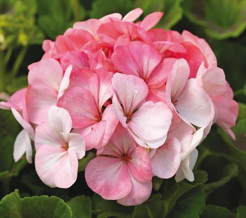 foto van een variëteit aan bloemen, te gebruiken als: Potplant, perkplant, patioplant Pelargonium zonale Pinto Premium White to Rose