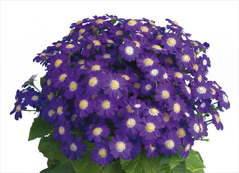foto van een variëteit aan bloemen, te gebruiken als: Pot - en perkplant Pericallis cruenta Venezia Blue Imp