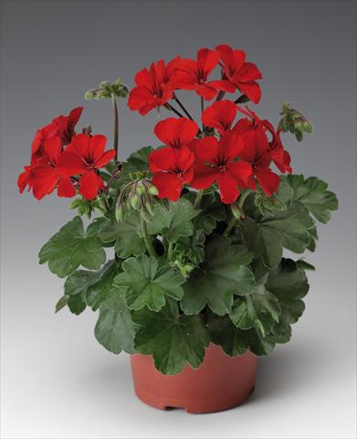 foto van een variëteit aan bloemen, te gebruiken als: Patioplant, potplant Pelargonium interspecifico Caliente® 