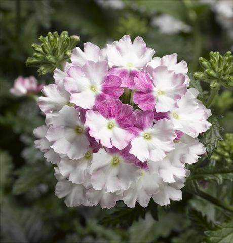foto van een variëteit aan bloemen, te gebruiken als: Potplant, patioplant, korfplant Verbena Lanai® Twister 2.0 Mauve