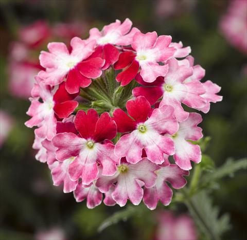 foto van een variëteit aan bloemen, te gebruiken als: Potplant, patioplant, korfplant Verbena Lanai® Twister 2.0 Red