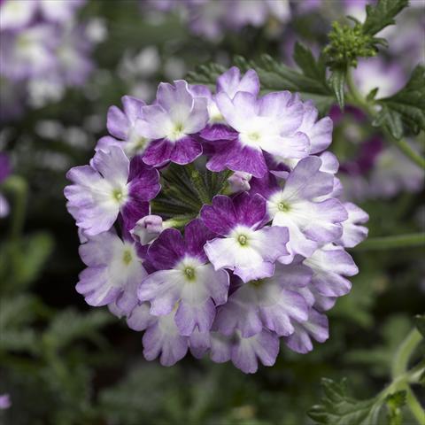 foto van een variëteit aan bloemen, te gebruiken als: Potplant, patioplant, korfplant Verbena Lanai® Twister 2.0 Violet