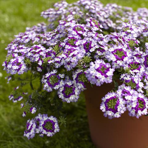 foto van een variëteit aan bloemen, te gebruiken als: Potplant, patioplant, korfplant Verbena Lanai® Twister Blue Imp