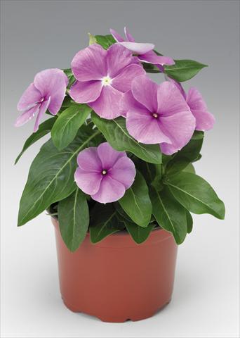 foto van een variëteit aan bloemen, te gebruiken als: Pot - en perkplant Catharanthus roseus - Vinca Sunstorm Purple Imp