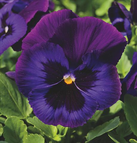 foto van een variëteit aan bloemen, te gebruiken als: Pot - en perkplant Viola wittrockiana Delta® Neon Violet Imp