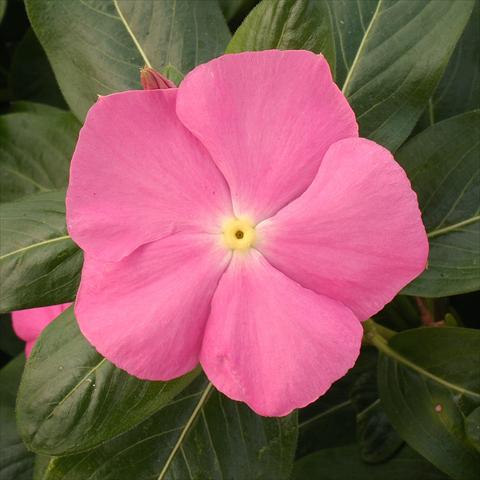 foto van een variëteit aan bloemen, te gebruiken als: Potplant, perkplant, patioplant Catharanthus roseus - Vinca Vitesse Pink
