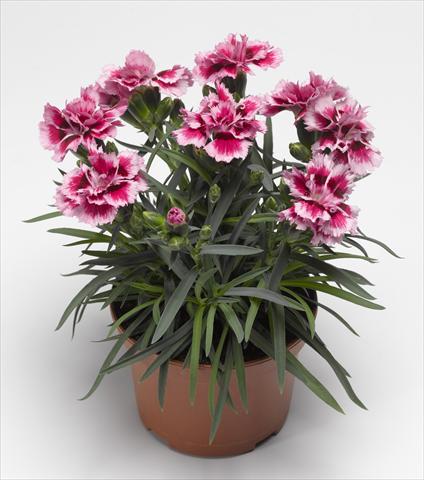 foto van een variëteit aan bloemen, te gebruiken als: Perkplant, potplant of korfplant Dianthus caryophyllus Suncharm Rose Picotee