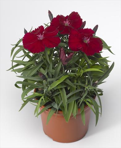 foto van een variëteit aan bloemen, te gebruiken als: Pot - en perkplant Dianthus chinensis Venti Parfait Crimson