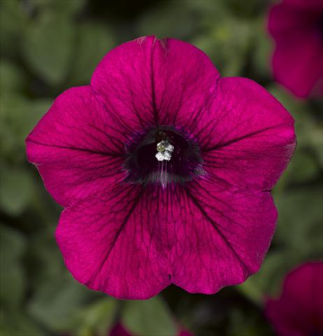 foto van een variëteit aan bloemen, te gebruiken als: Potplant, perkplant, patioplant, korfplant Petunia Floritunia Purple