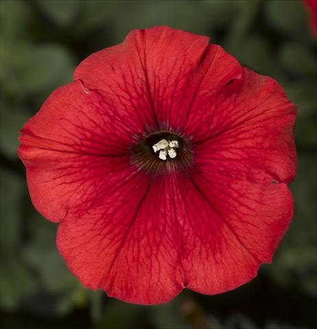 foto van een variëteit aan bloemen, te gebruiken als: Potplant, perkplant, patioplant, korfplant Petunia Floritunia Red