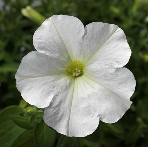 foto van een variëteit aan bloemen, te gebruiken als: Potplant, perkplant, patioplant, korfplant Petunia Floritunia White
