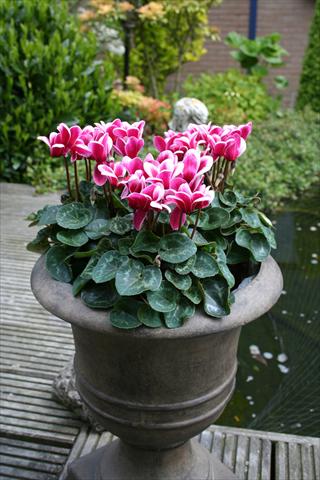 foto van een variëteit aan bloemen, te gebruiken als: Pot Cyclamen persicum mini Goblet