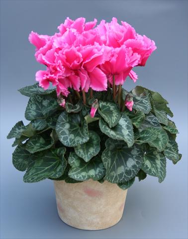 foto van een variëteit aan bloemen, te gebruiken als: Korf / Pot Cyclamen persicum Maxora Fringed Pink Light Edge