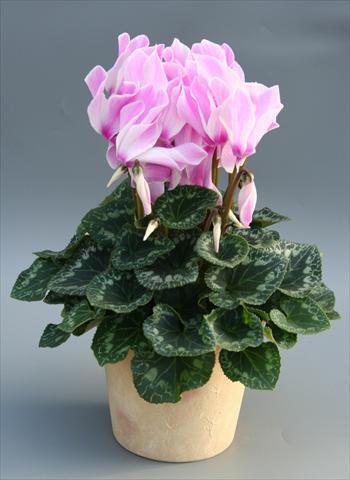 foto van een variëteit aan bloemen, te gebruiken als: Korf / Pot Cyclamen persicum Maxora Lilac Flamed