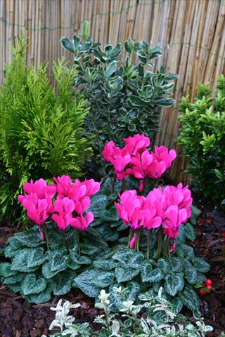 foto van een variëteit aan bloemen, te gebruiken als: Pot Cyclamen persicum mini Melody Outdoor Pink