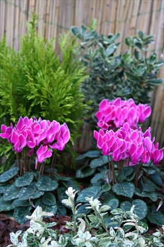 foto van een variëteit aan bloemen, te gebruiken als: Pot Cyclamen persicum mini Melody Outdoor Purple Flamed