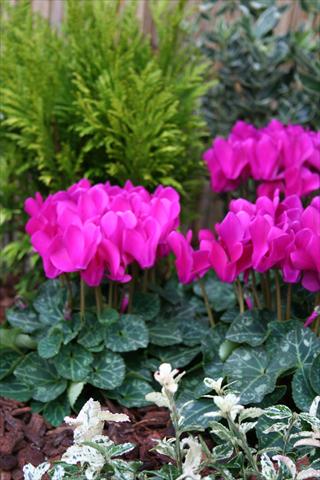foto van een variëteit aan bloemen, te gebruiken als: Pot Cyclamen persicum mini Melody Outdoor Purple