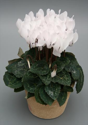 foto van een variëteit aan bloemen, te gebruiken als: Pot Cyclamen persicum mini Picola Pure White