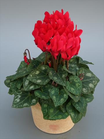 foto van een variëteit aan bloemen, te gebruiken als: Pot Cyclamen persicum mini Picola Scarlet