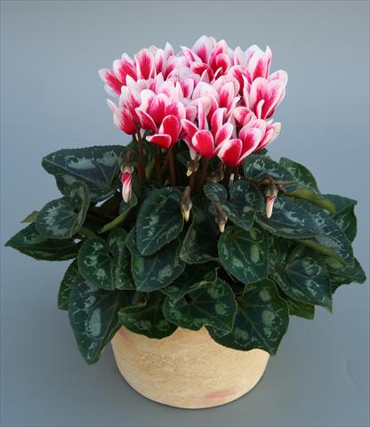 foto van een variëteit aan bloemen, te gebruiken als: Pot Cyclamen persicum mini Picola Shine Red