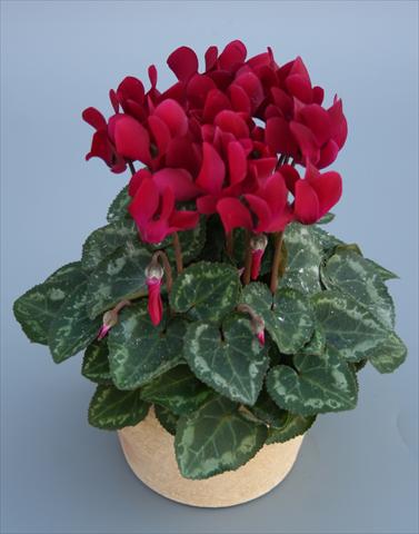 foto van een variëteit aan bloemen, te gebruiken als: Pot Cyclamen persicum mini Picola Wine Red