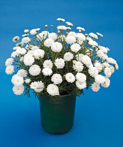 foto van een variëteit aan bloemen, te gebruiken als: Potplant, perkplant, patioplant Argyranthemum Molimba Double White