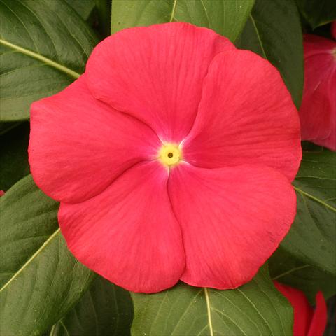 foto van een variëteit aan bloemen, te gebruiken als: Potplant, perkplant, patioplant Catharanthus roseus - Vinca Vitesse Red with eye
