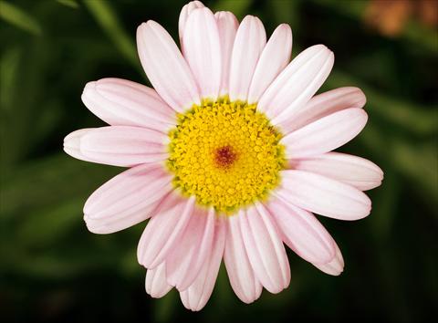 foto van een variëteit aan bloemen, te gebruiken als: Potplant, perkplant, patioplant Argyranthemum Molimba Pink