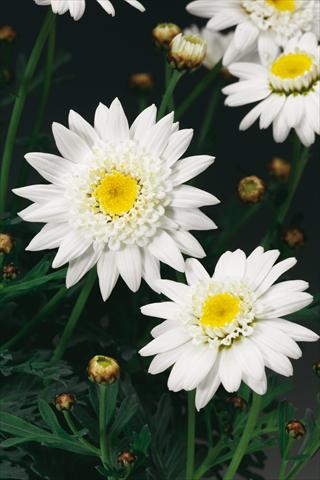 foto van een variëteit aan bloemen, te gebruiken als: Potplant, perkplant, patioplant Argyranthemum Molimba Semi Double White