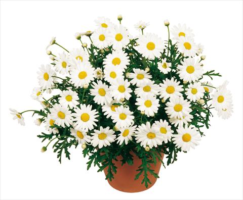 foto van een variëteit aan bloemen, te gebruiken als: Potplant, perkplant, patioplant Argyranthemum Molimba White