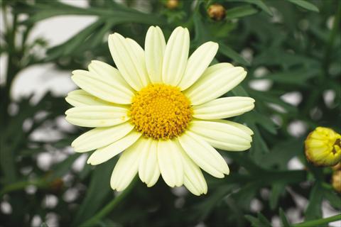 foto van een variëteit aan bloemen, te gebruiken als: Potplant, perkplant, patioplant Argyranthemum Molimba XL Pastel Yellow