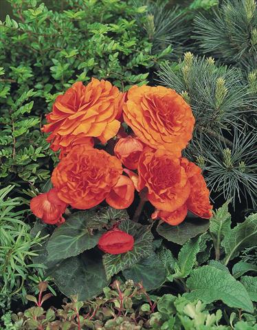 foto van een variëteit aan bloemen, te gebruiken als: Potplant, perkplant, patioplant, korfplant Begonia tuberhybrida NonStop® Golden Orange