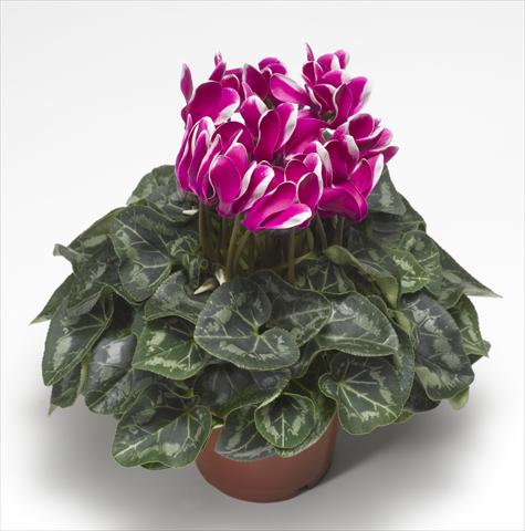 foto van een variëteit aan bloemen, te gebruiken als: Korf / Pot Cyclamen persicum Snowridge Midi Purple